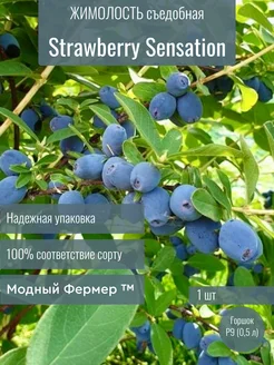 Жимолость съедобная Клубничная Сенсация, саженец в горшке P9 Модный Фермер 242133326 купить за 408 ₽ в интернет-магазине Wildberries