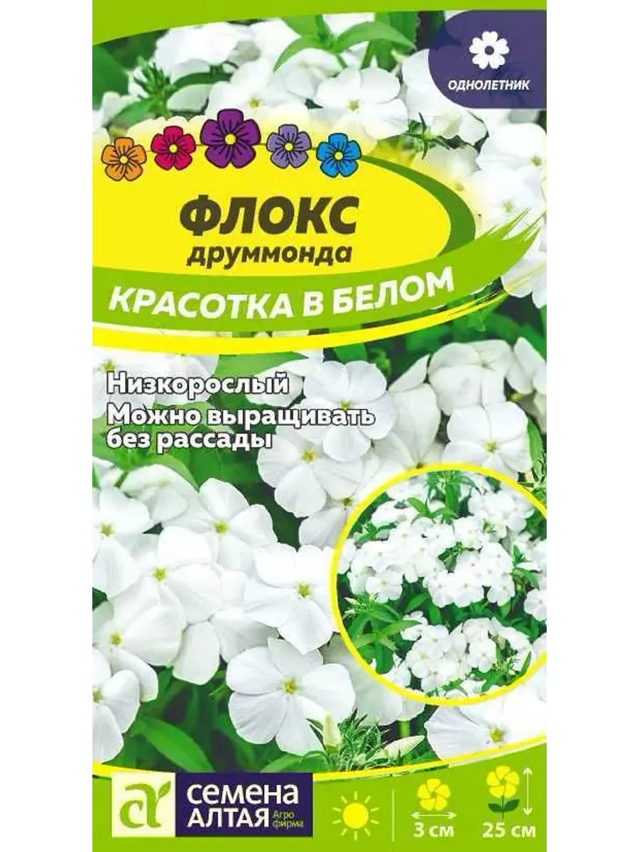 Флокс Красотка в Белом...