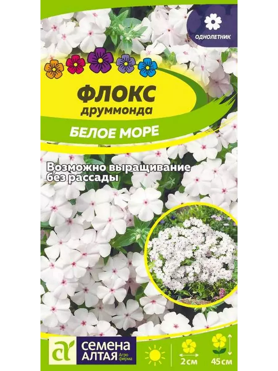 Флокс Белое Море Друммонда...