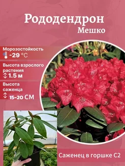 Рододендрон морозостойкий сорт Мешко