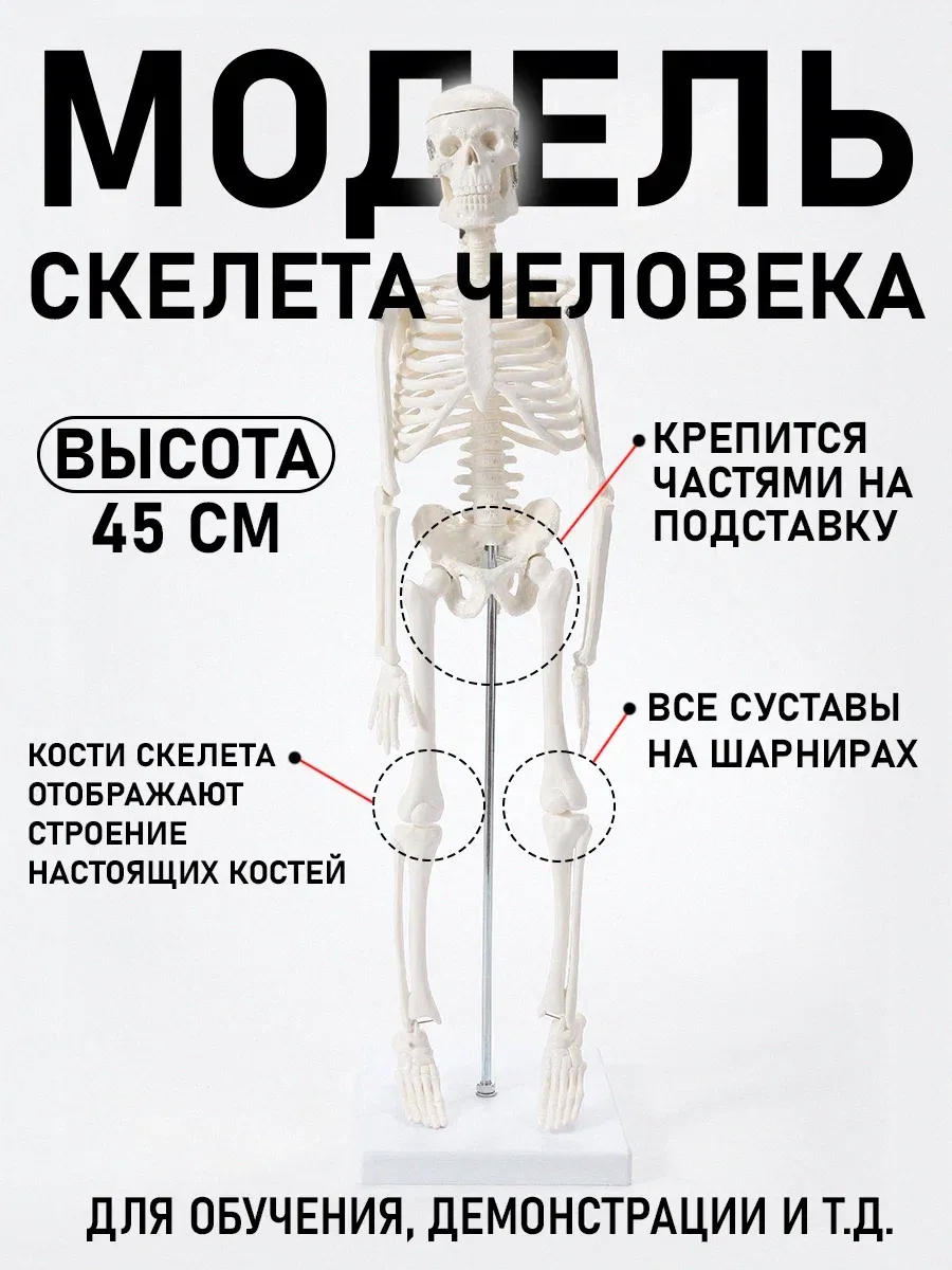 Модель скелета человека на...
