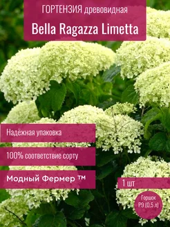 Гортензия древовидная Белла Рагацца Лиметта, саженец в P9 Модный Фермер 242363433 купить за 497 ₽ в интернет-магазине Wildberries