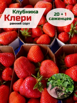 Саженцы клубники Клери Клубника Крыма 242402916 купить за 446 ₽ в интернет-магазине Wildberries