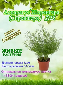 Аспарагус Шпренгера (Спренжери) d12 Это наш сад 242416773 купить за 1 640 ₽ в интернет-магазине Wildberries