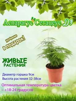 Аспарагус сетацеус d9 Это наш сад 242416774 купить за 918 ₽ в интернет-магазине Wildberries