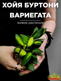 Хойя Буртони Вариегата (Hoya Burtoniae Variegata) D6см Exotica 242702852 купить за 947 ₽ в интернет-магазине Wildberries