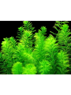 Перистолистник елочный - 1 шт (Myriophyllum elatinoides) DRAGONHILL 242729826 купить за 340 ₽ в интернет-магазине Wildberries