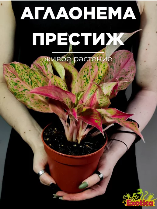 Exotica Аглаонема Престиж (Aglaonema Prestige) D12см