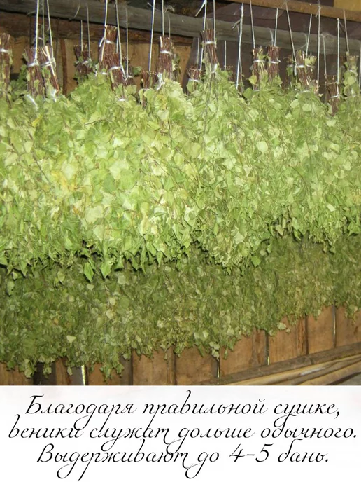 Банный веник дубовый Веники березовые для бани 5 штук Марий Эл, сбор 2026 года, 5 шт, фото 3
