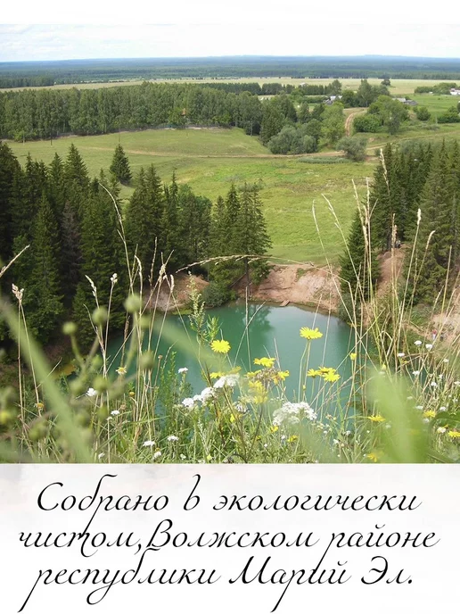 Банный веник дубовый Веники березовые для бани 5 штук Марий Эл, сбор 2026 года, 5 шт, фото 5