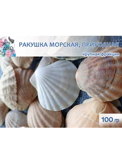 Ракушка "Морской Гребешок", крупная