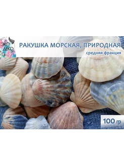 Ракушка "Морской Гребешок", средняя