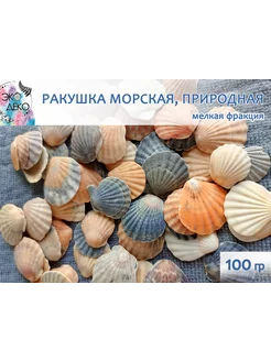 Ракушка "Морской Гребешок", мелкая