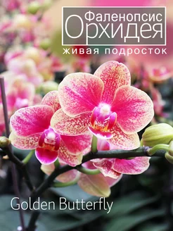 Орхидея фаленопсис живая подросток OrchiDay 242879105 купить за 997 ₽ в интернет-магазине Wildberries