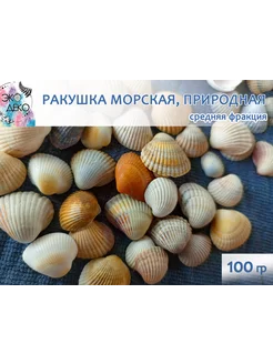 Ракушка морская, средняя