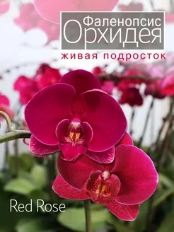 Орхидея фаленопсис живая подросток OrchiDay 242882432 купить за 997 ₽ в интернет-магазине Wildberries