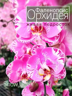 Орхидея фаленопсис живая подросток OrchiDay 242884438 купить за 997 ₽ в интернет-магазине Wildberries