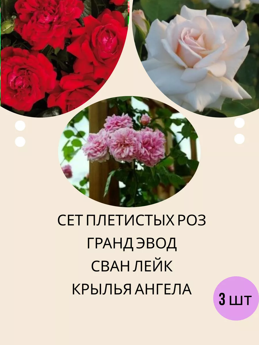 Подарочный набор сет саженцы плетистых роз 3 шт