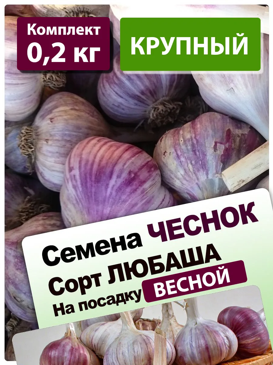 Чеснок яровой на посадку...