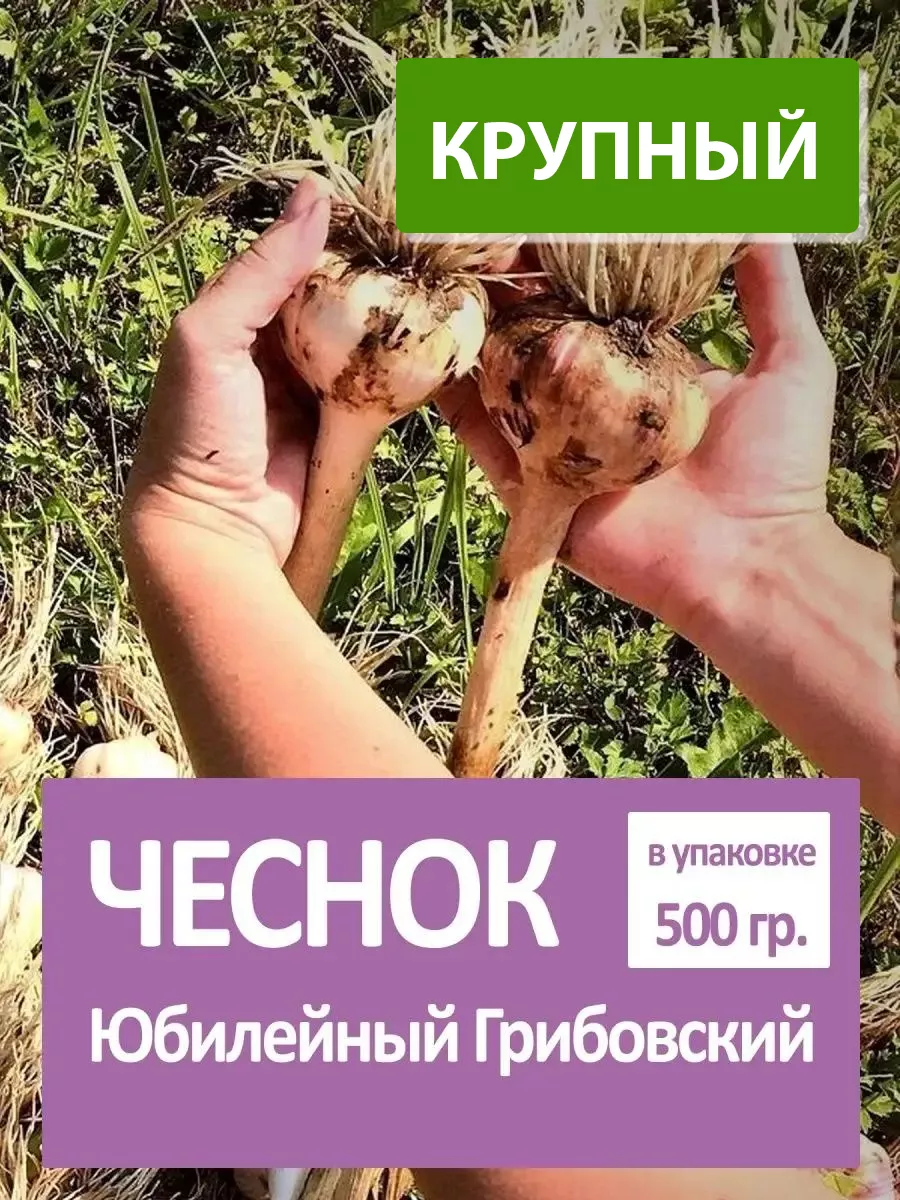 Чеснок яровой на посадку...