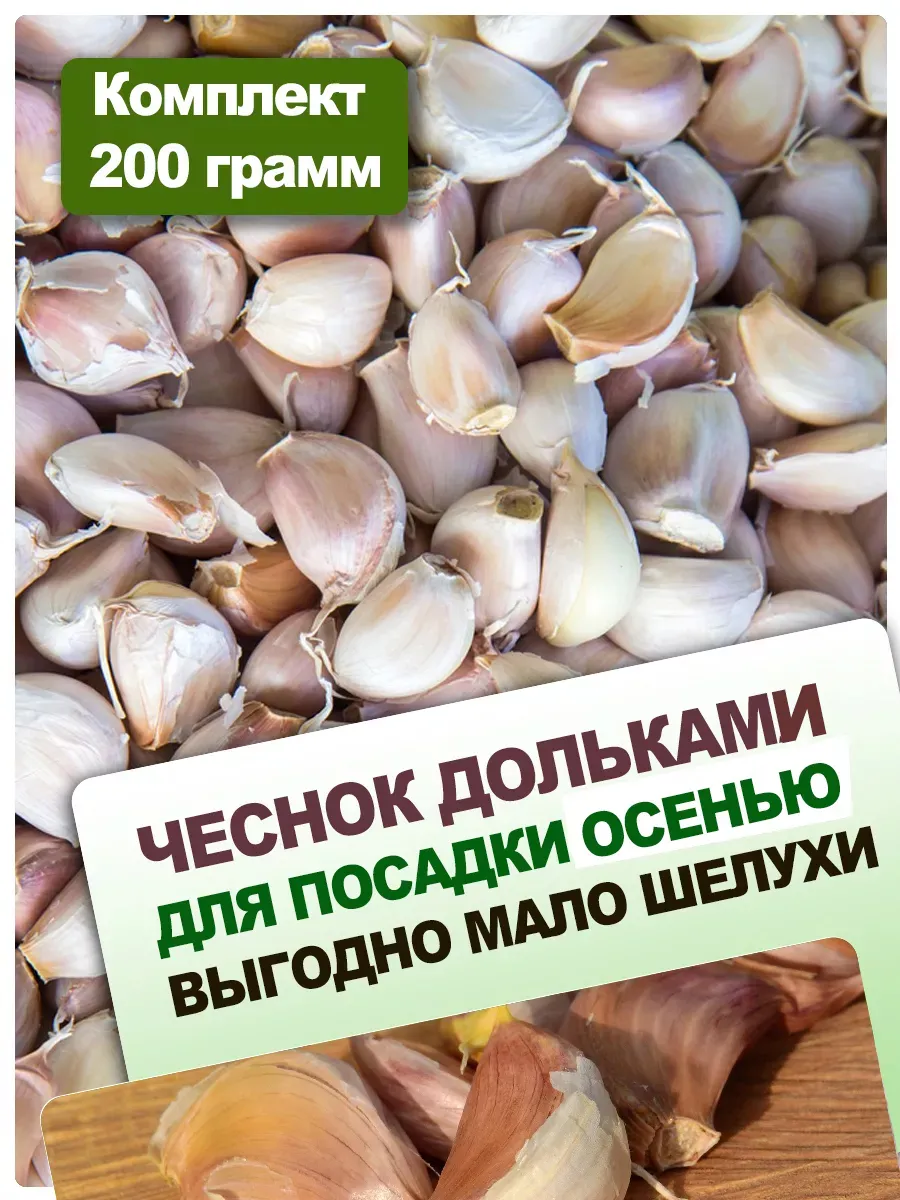 Чеснок яровой на посадку...