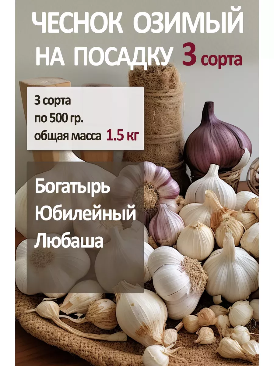 Чеснок яровой на посадку...