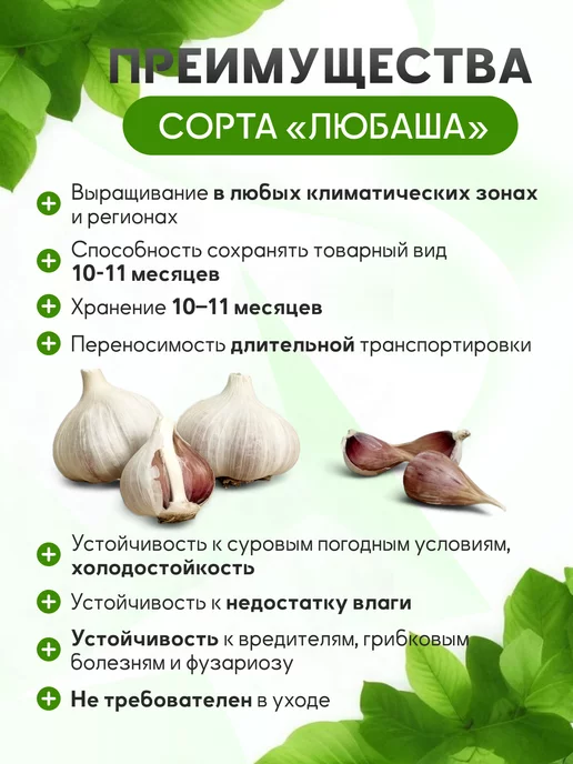 Чеснок на посадку озимый Любаша 0,5 кг, 500 г, фото 2