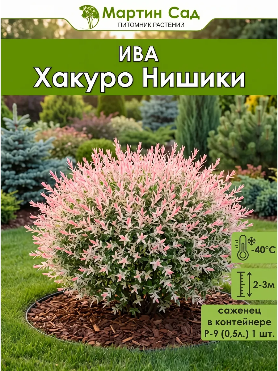 Ива цельнолистная Хакуро Нишики P9