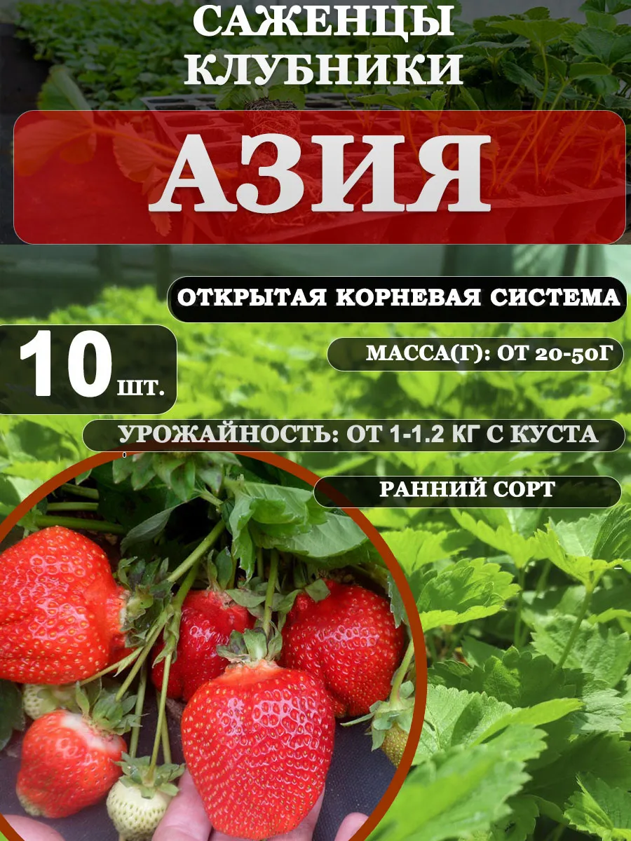 Саженцы клубники ранняя...
