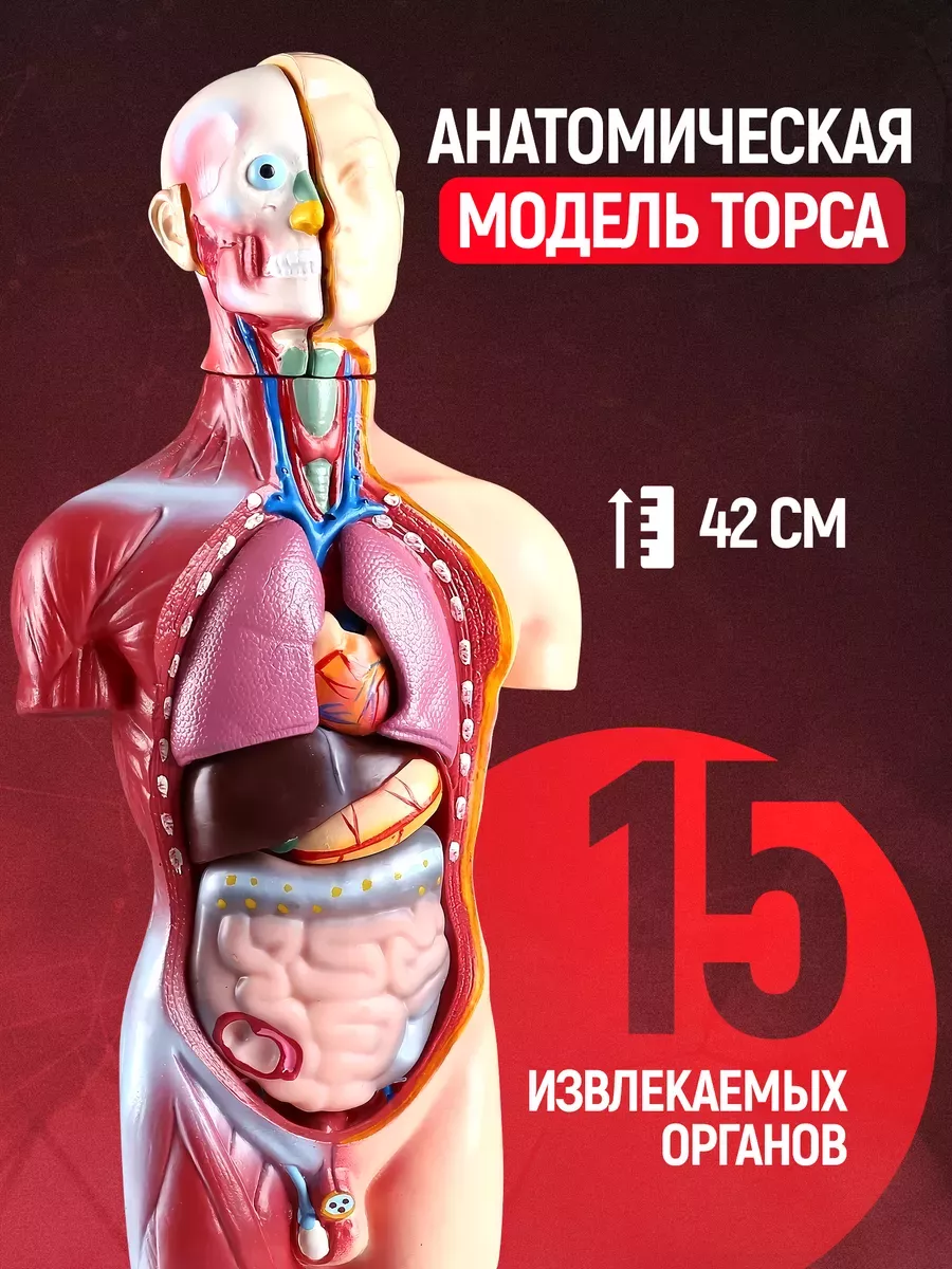 Анатомическая модель...