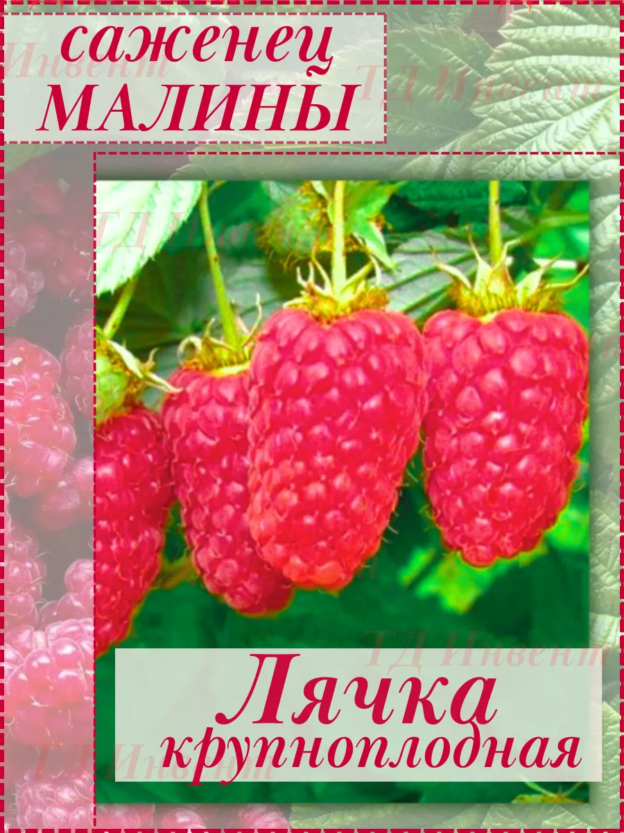 Малина саженец Лячка летняя крупноплодная Город саженцев купить по цене 12,65 р. в интернет-магазине Wildberries в Беларуси | 243326744