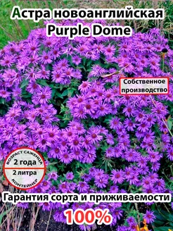 Астра новоанглийская Purple Dome 243549005 купить за 751 ₽ в интернет-магазине Wildberries