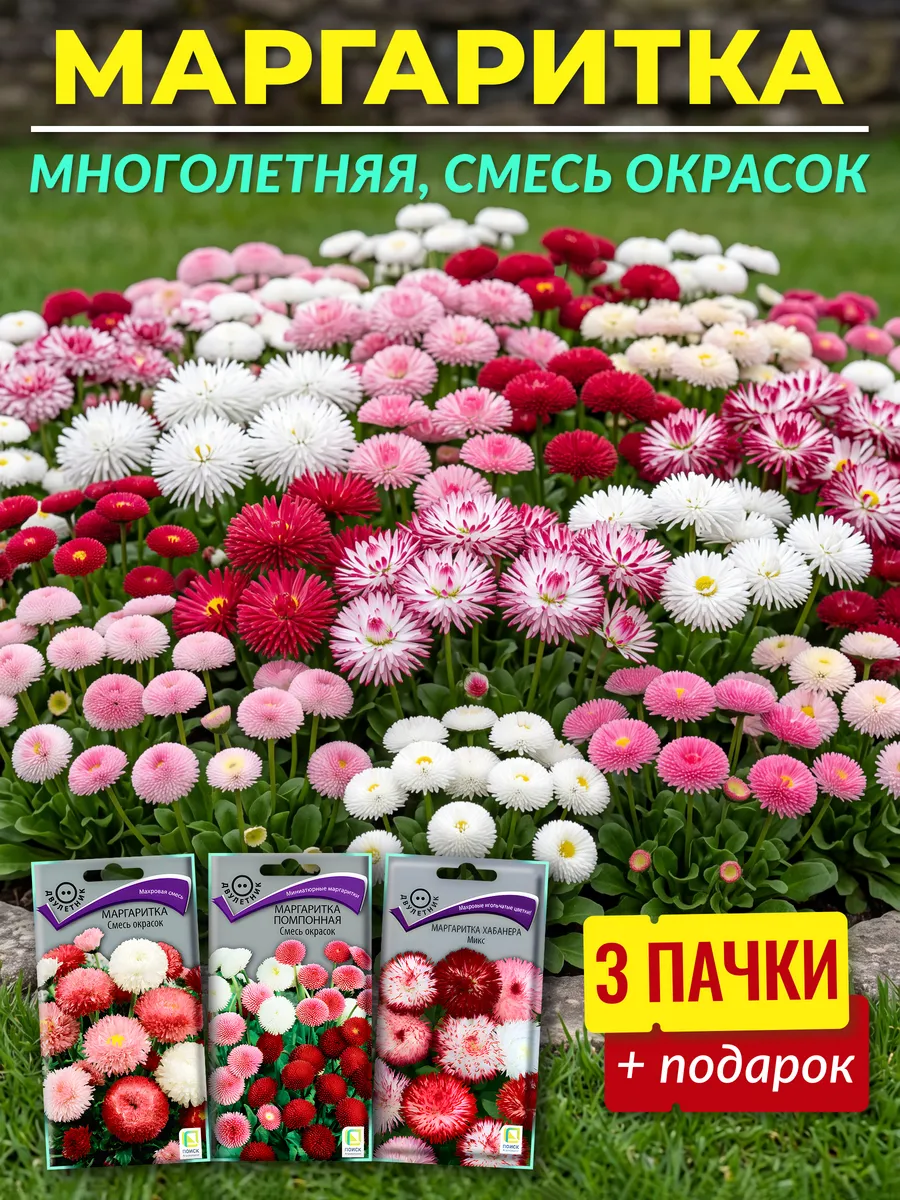 Маргаритка семена многолетняя