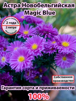 Астра Новобельгийская Magic Blue 243551774 купить за 815 ₽ в интернет-магазине Wildberries