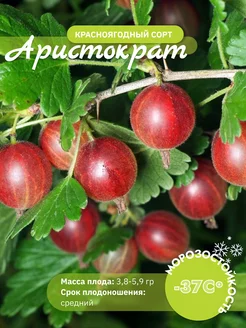 Крыжовник красный Аристократ Дивный Сад 243579678 купить за 441 ₽ в интернет-магазине Wildberries