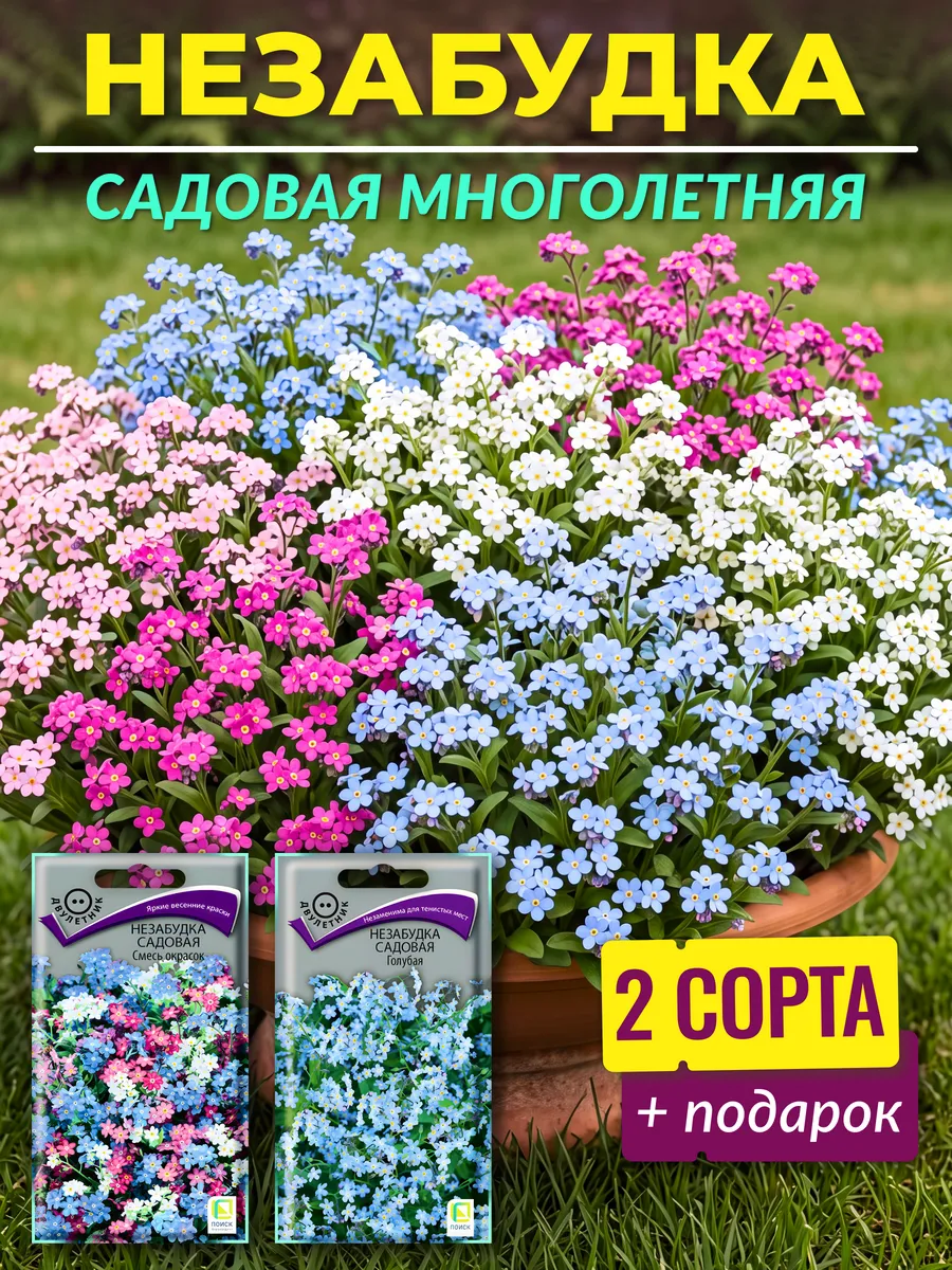 Семена незабудка многолетняя