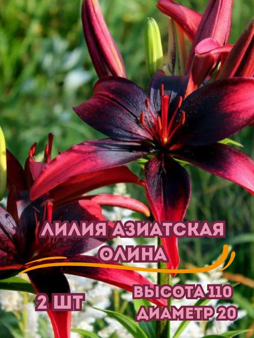 Царь сад Луковицы лилий азиатская Олина, 2 шт