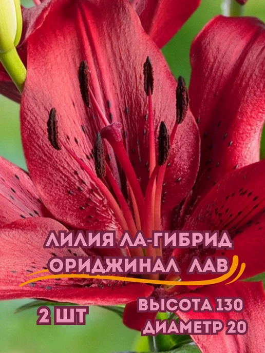 Царь сад Луковицы лилий ла-гибрид Ориджинал Лав, 2 шт