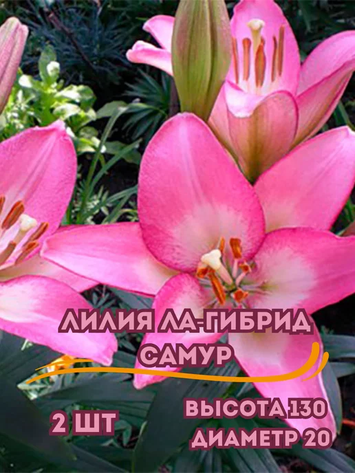 Царь сад Луковицы лилий ла-гибрид Самур, 2 шт