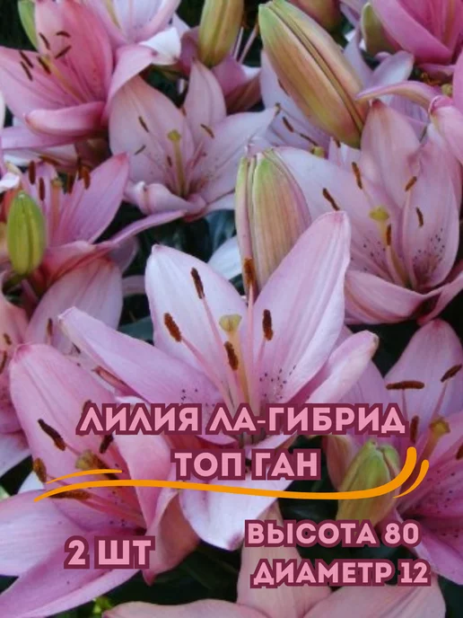 Царь сад Луковицы лилий Ла-гибрид Топ Ган, 2 шт