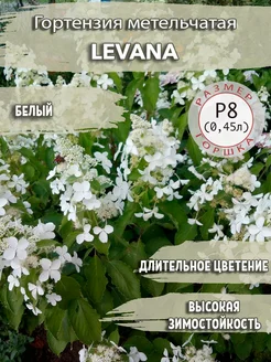 Гортензия метельчатая Levana Садовые Растения 243785306 купить за 369 ₽ в интернет-магазине Wildberries