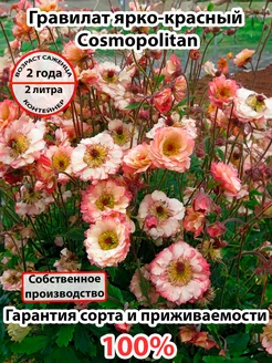 Гравилат ярко-красный Cosmopolitan 244168980 купить за 767 ₽ в интернет-магазине Wildberries