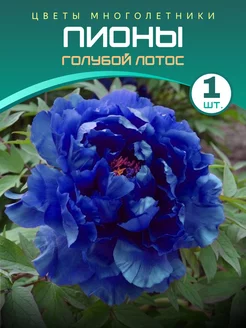 Пион Голубой Лотос Питомник саженцев Зеленый Сад 244297598 купить за 500 ₽ в интернет-магазине Wildberries