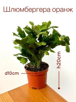 Шлюмбергера оранж живое растение (декабрист) K-Lime 244310779 купить за 1 312 ₽ в интернет-магазине Wildberries