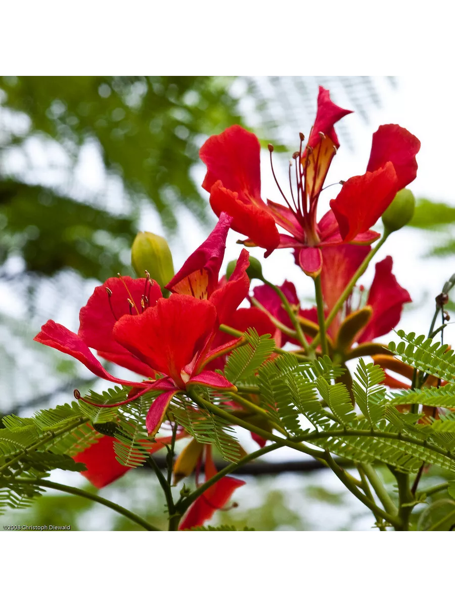 Делоникс королевский цветок. Делоникс королевский цветение. Делоникс королевский огненный. Королевский делоникс дерево. Огненное дерево делоникс королевский.