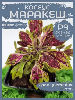 Колеус Маракеш живое комнатное растение Д9 Сад Натали 244614860 купить за 379 ₽ в интернет-магазине Wildberries