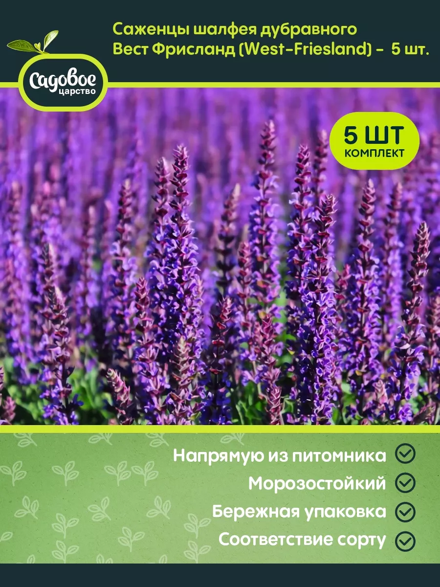 Саженцы шалфея дубравного...