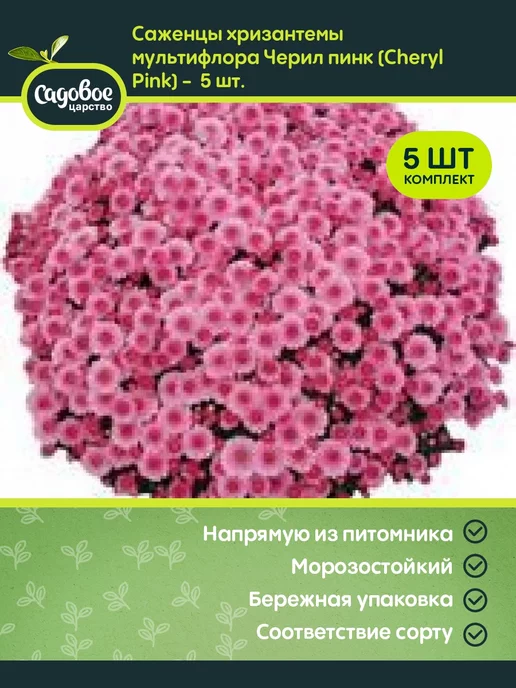 Купить Хризантемы Многолетние Зимостойкие Саженцы Купить Смоленск
