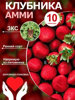 Саженцы клубники Амми ранняя 10шт Ягодный рай Крыма 244892880 купить за 410 ₽ в интернет-магазине Wildberries