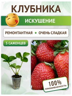 Клубника саженцы ранняя Питомник растений, роз 245014602 купить за 388 ₽ в интернет-магазине Wildberries